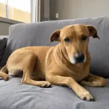 Cachorro deitado no sofá